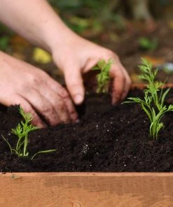 Roots Plants 10 Organic Colourful Carrot Plants Root Vegetables