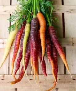Roots Plants 58 Colourful Vegetable Plants | Eat The Rainbow All Vegetable Plants 26 Roots Plants 58 Colourful Vegetable Plants | Eat The Rainbow All Vegetable Plants