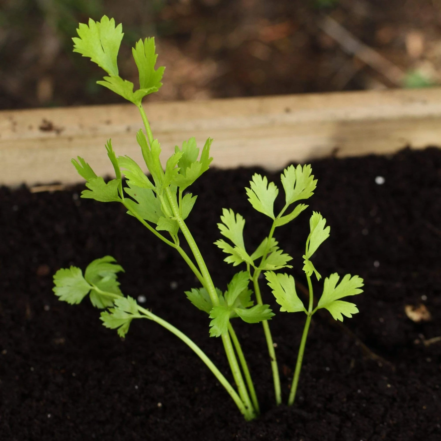 Roots Plants 10 Organic 'Green Utah' Celery Plants 5 Roots Plants 10 Organic 'Green Utah' Celery Plants