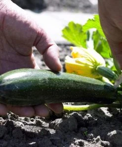 Roots Plants 12 Organic Colourful Courgette Collection Courgette Plants Courgettes