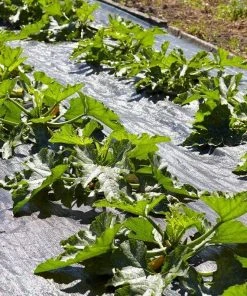 Roots Plants 3 Organic 'Green Bush' Courgette Plants Courgettes