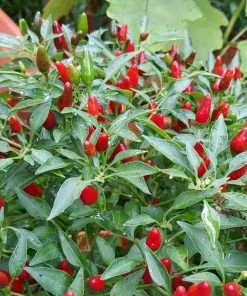 Roots Plants 3 Organic 'Birds Eye' Chilli Plants Chillies & Sweet Peppers