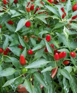 Roots Plants 3 Organic 'Birds Eye' Chilli Plants Chillies & Sweet Peppers