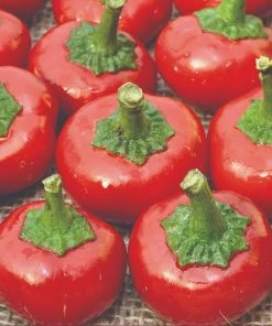 Roots Plants 3 Organic 'Cherry Bomb' Chilli Plants Chillies & Sweet Peppers