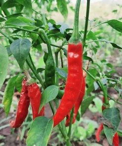 Roots Plants 3 Organic 'Cayenne Long Slim' Chilli Plants