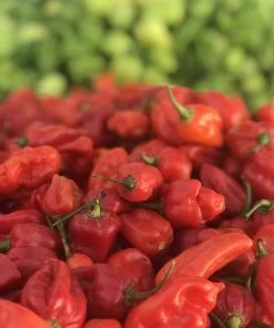 Roots Plants 3 Organic 'Scotch Bonnet Red' Chilli Plants