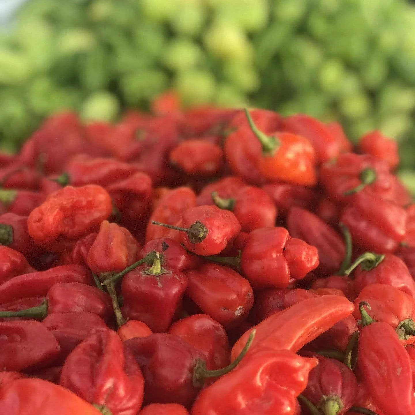 Roots Plants 3 Organic 'Scotch Bonnet Red' Chilli Plants 3 Roots Plants 3 Organic 'Scotch Bonnet Red' Chilli Plants