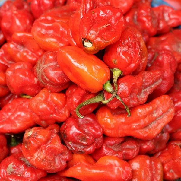 Roots Plants 3 Organic 'Scotch Bonnet Red' Chilli Plants 4 Roots Plants 3 Organic 'Scotch Bonnet Red' Chilli Plants