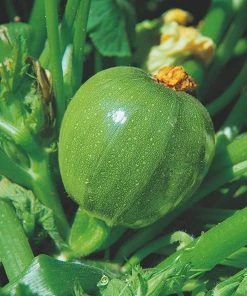 Roots Plants Courgettes 3 Organic 'Tondo Chiaro Di Nizza' Courgette Plants 12 Roots Plants Courgettes 3 Organic 'Tondo Chiaro Di Nizza' Courgette Plants