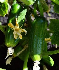 Roots Plants 3 Organic 'Marketmore' Cucumber Plants