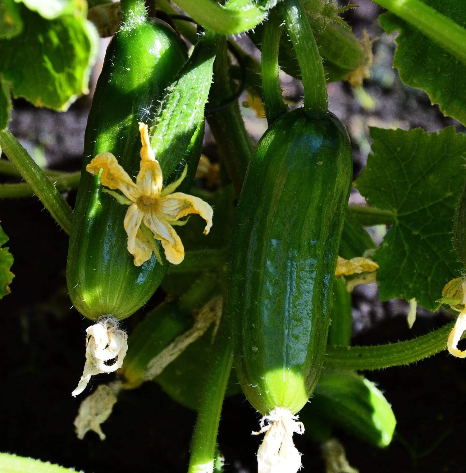 Roots Plants 3 Organic 'Marketmore' Cucumber Plants 3 Roots Plants 3 Organic 'Marketmore' Cucumber Plants