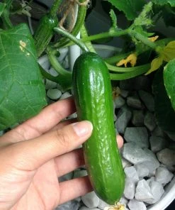 Roots Plants 3 Organic 'Marketmore' Cucumber Plants 10 Roots Plants 3 Organic 'Marketmore' Cucumber Plants