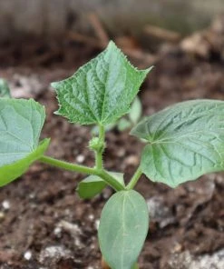 Roots Plants 3 Organic 'Marketmore' Cucumber Plants 11 Roots Plants 3 Organic 'Marketmore' Cucumber Plants