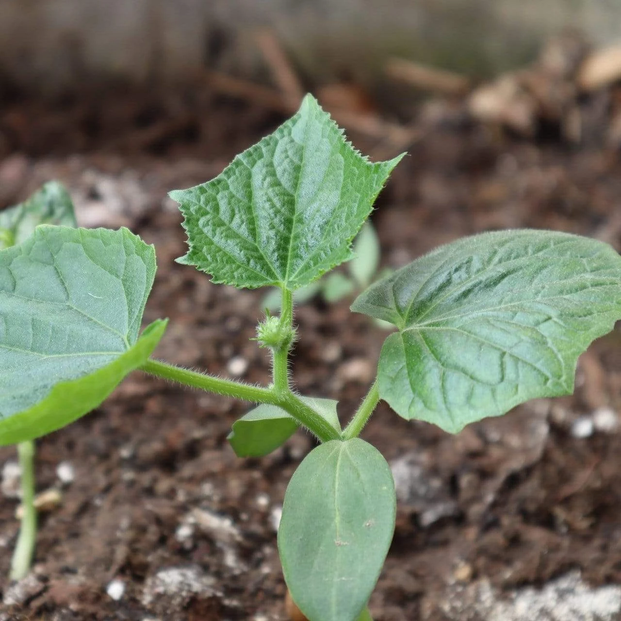 Roots Plants 3 Organic 'Marketmore' Cucumber Plants 7 Roots Plants 3 Organic 'Marketmore' Cucumber Plants