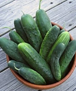 Roots Plants 3 Organic 'Marketmore' Cucumber Plants 9 Roots Plants 3 Organic 'Marketmore' Cucumber Plants