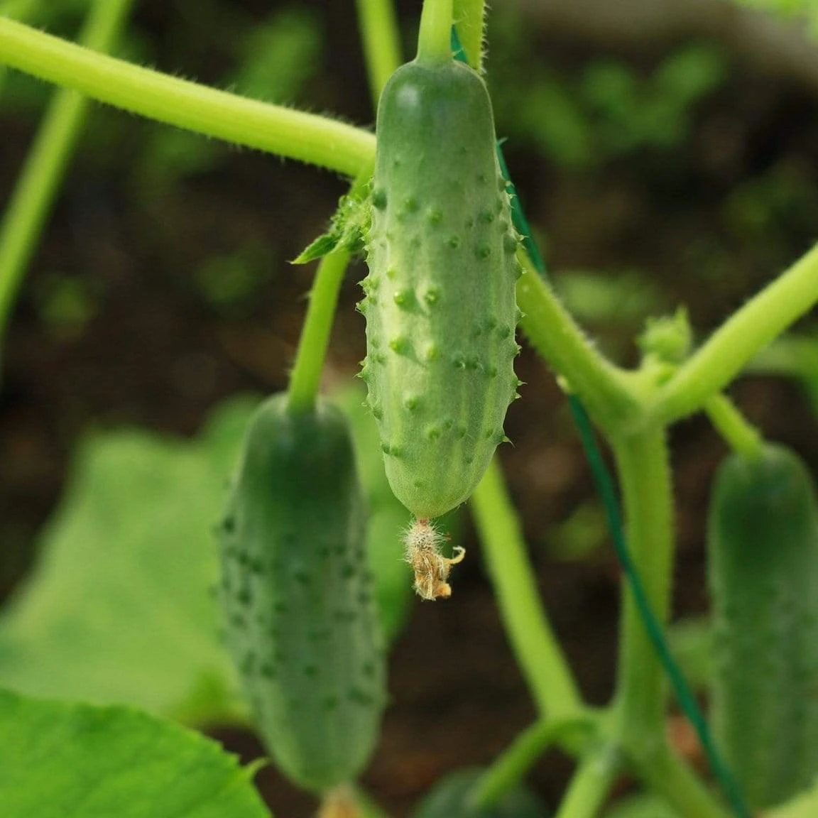 Roots Plants 3 Organic 'Marketmore' Cucumber Plants 4 Roots Plants 3 Organic 'Marketmore' Cucumber Plants