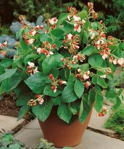 Roots Plants Peas & Beans 5 Organic 'Hestia' Dwarf Runner Bean Plants