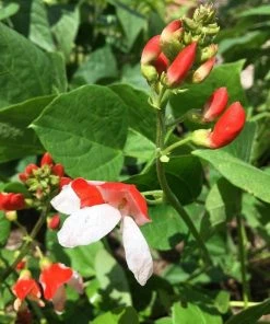 Roots Plants Peas & Beans 5 Organic 'Hestia' Dwarf Runner Bean Plants