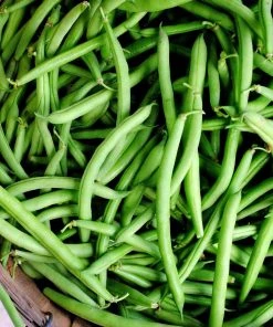Roots Plants 20 Best French Bean Plants Collection | Growers Choice 9 Roots Plants 20 Best French Bean Plants Collection | Growers Choice