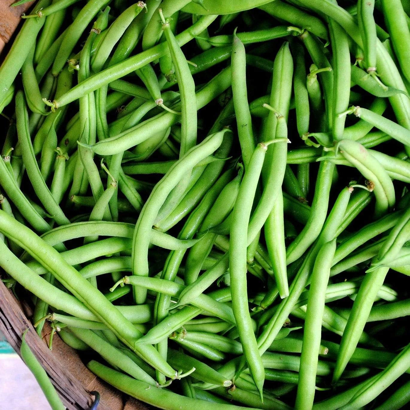 Roots Plants 20 Best French Bean Plants Collection | Growers Choice 5 Roots Plants 20 Best French Bean Plants Collection | Growers Choice