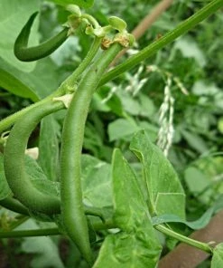 Roots Plants 10 Organic 'Tendergreen' Dwarf French Green Bean Plants