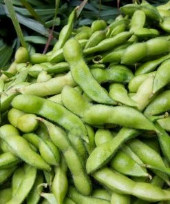 Roots Plants 10 Organic Edamame Bean Plants Peas & Beans