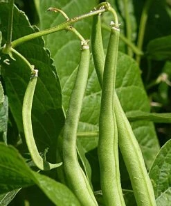Roots Plants 20 Best French Bean Plants Collection | Growers Choice 11 Roots Plants 20 Best French Bean Plants Collection | Growers Choice