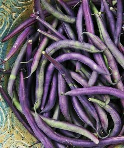 Roots Plants 10 Organic 'Cosse Violette' French Climbing Bean Plants Peas & Beans 11 Roots Plants 10 Organic 'Cosse Violette' French Climbing Bean Plants Peas & Beans