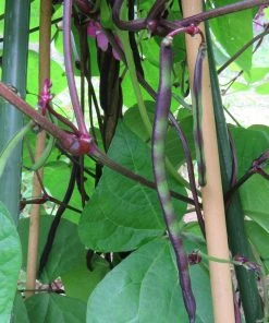 Roots Plants 10 Organic 'Cosse Violette' French Climbing Bean Plants Peas & Beans 9 Roots Plants 10 Organic 'Cosse Violette' French Climbing Bean Plants Peas & Beans
