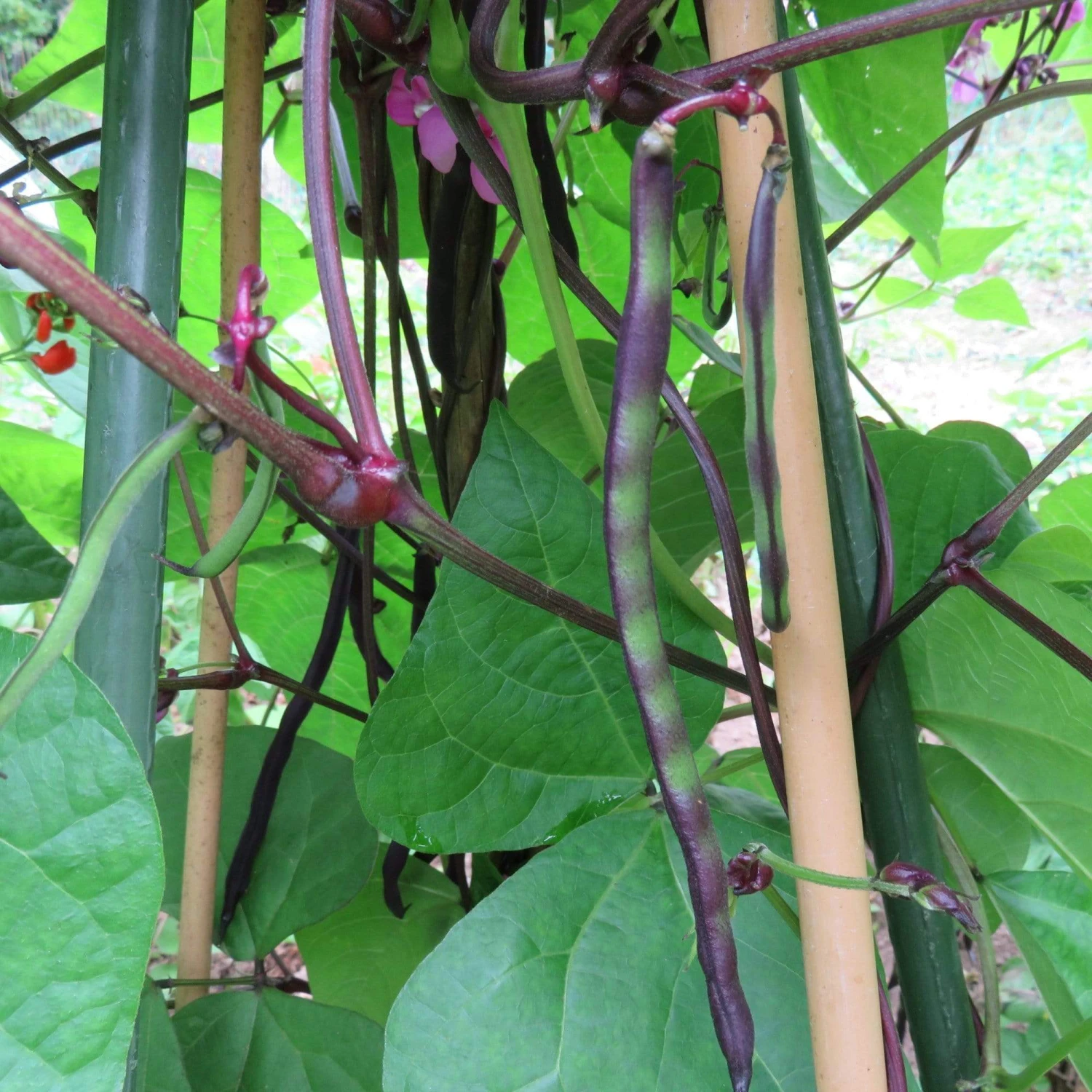 Roots Plants 10 Organic 'Cosse Violette' French Climbing Bean Plants Peas & Beans 5 Roots Plants 10 Organic 'Cosse Violette' French Climbing Bean Plants Peas & Beans