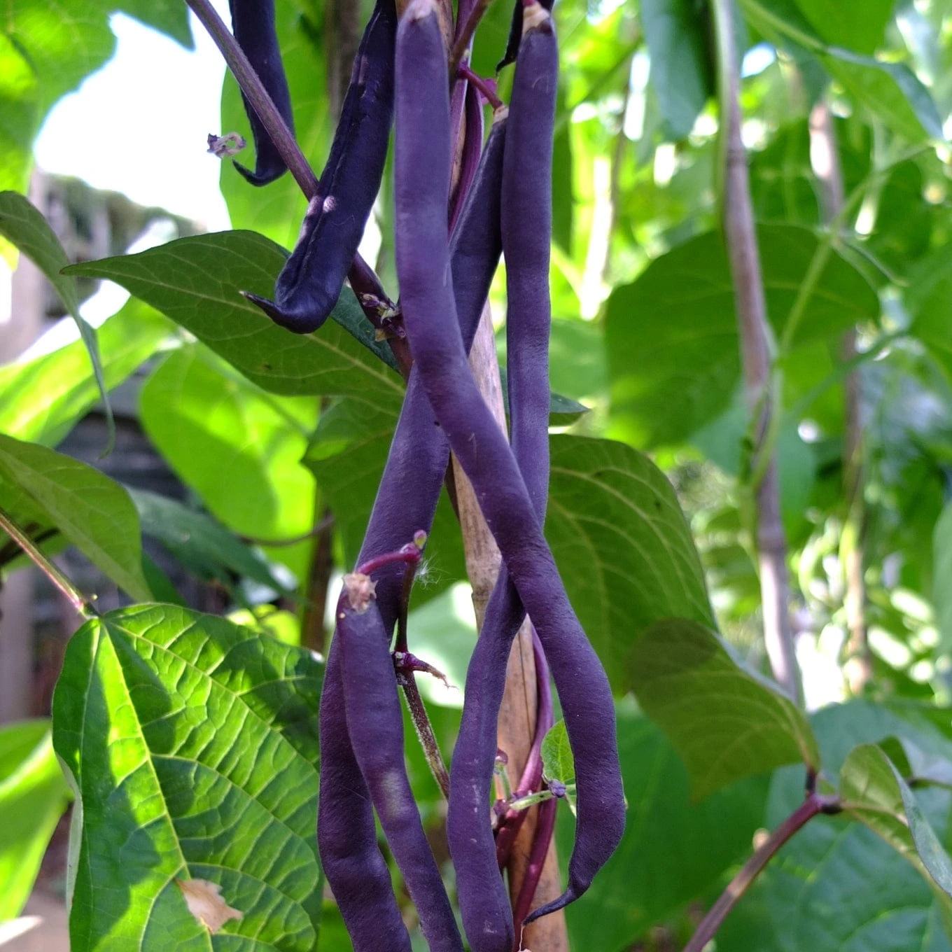 Roots Plants 10 Organic 'Cosse Violette' French Climbing Bean Plants Peas & Beans 6 Roots Plants 10 Organic 'Cosse Violette' French Climbing Bean Plants Peas & Beans