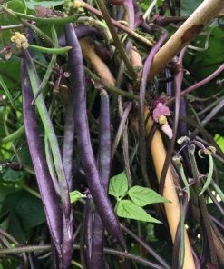 Roots Plants 10 Organic 'Cosse Violette' French Climbing Bean Plants Peas & Beans