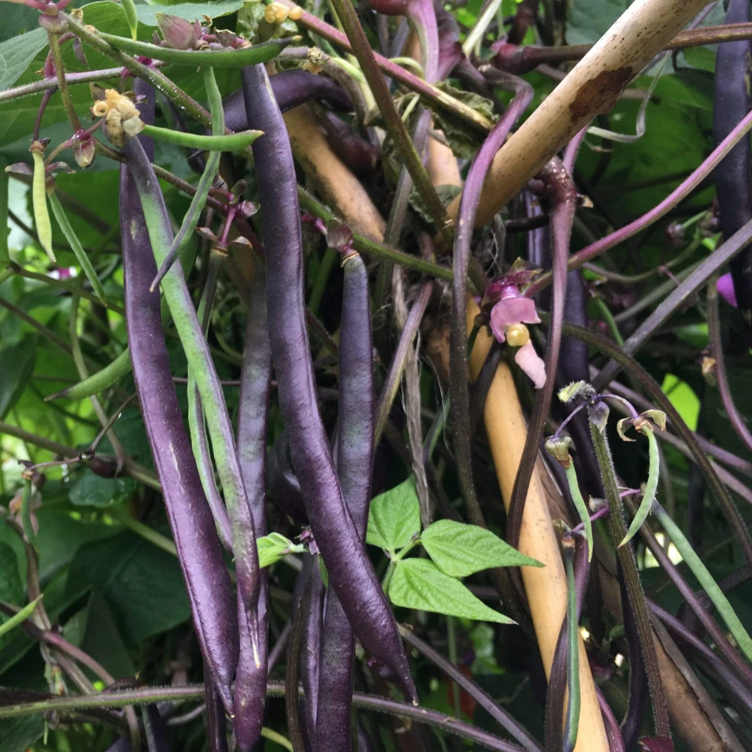 Roots Plants 10 Organic 'Cosse Violette' French Climbing Bean Plants Peas & Beans 4 Roots Plants 10 Organic 'Cosse Violette' French Climbing Bean Plants Peas & Beans