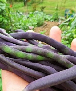 Roots Plants 10 Organic 'Cosse Violette' French Climbing Bean Plants Peas & Beans