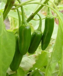 Roots Plants Chillies & Sweet Peppers 3 Organic 'Early Jalapeno' Chilli Plants