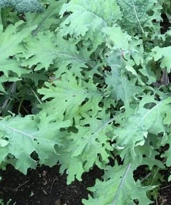 Roots Plants 10 Organic 'Red Russian' Kale Plants