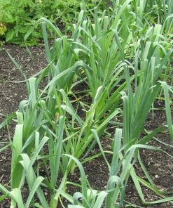 Roots Plants 20 Organic 'Musselborough' Leek Plants All Vegetable Plants