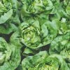 Roots Plants 10 Organic 'Buttercrunch' Lettuce Plants