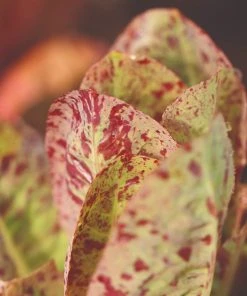 Roots Plants 10 Organic 'Freckles' Lettuce Plants