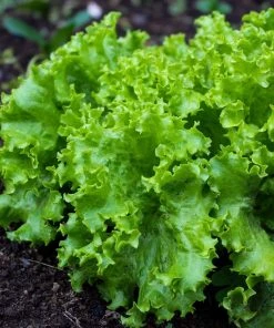 Roots Plants 10 Organic 'Green Salad Bowl' Lettuce Plants