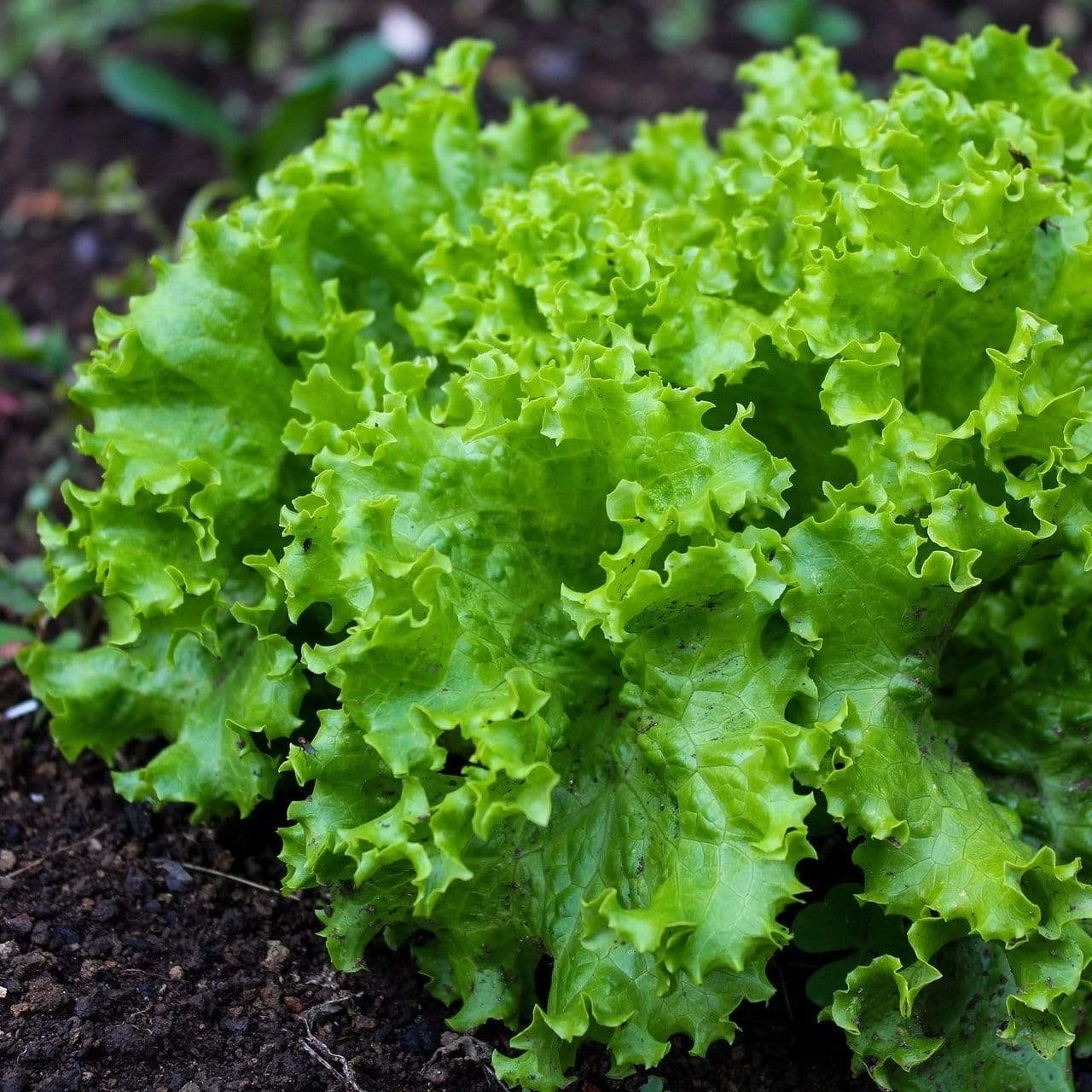 Roots Plants 10 Organic 'Green Salad Bowl' Lettuce Plants 3 Roots Plants 10 Organic 'Green Salad Bowl' Lettuce Plants