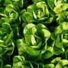 Roots Plants 10 Organic 'Little Gem' Lettuce Plants