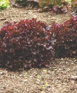 Roots Plants 10 Organic 'Red Salad Bowl' Lettuce Plants