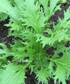 Roots Plants 10 Organic Green Mizuna Plants