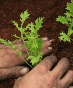 Roots Plants 10 Organic Green Mizuna Plants