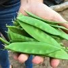 Roots Plants 10 Organic 'Carouby De Mausasane' Mangetout Pea Plants