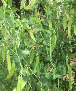 Roots Plants 63 Organic Stir Fry Vegetable Plants All Vegetable Plants