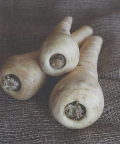 Roots Plants 10 Organic 'Countess' Parsnip Plants All Vegetable Plants