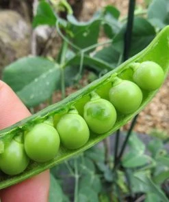 Roots Plants Peas & Beans 10 Organic 'Kelvedon Wonder' Pea Plants
