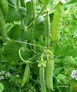 Roots Plants Peas & Beans 10 Organic 'Kelvedon Wonder' Pea Plants